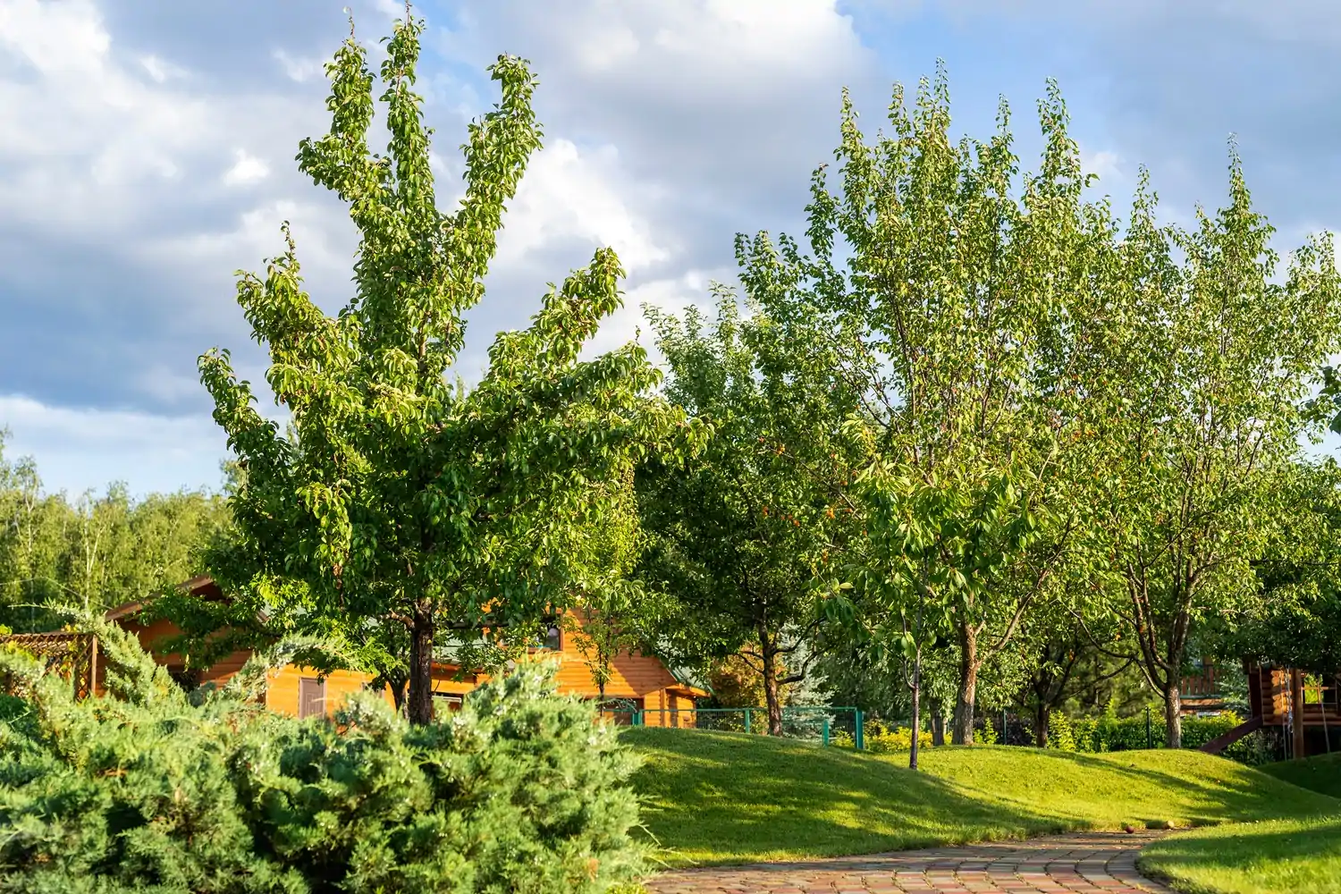 Pourquoi privilégier la taille raisonnée à Lorient et dans le Morbihan ?
