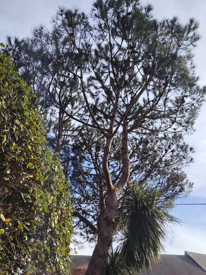 élagage pin Lomener