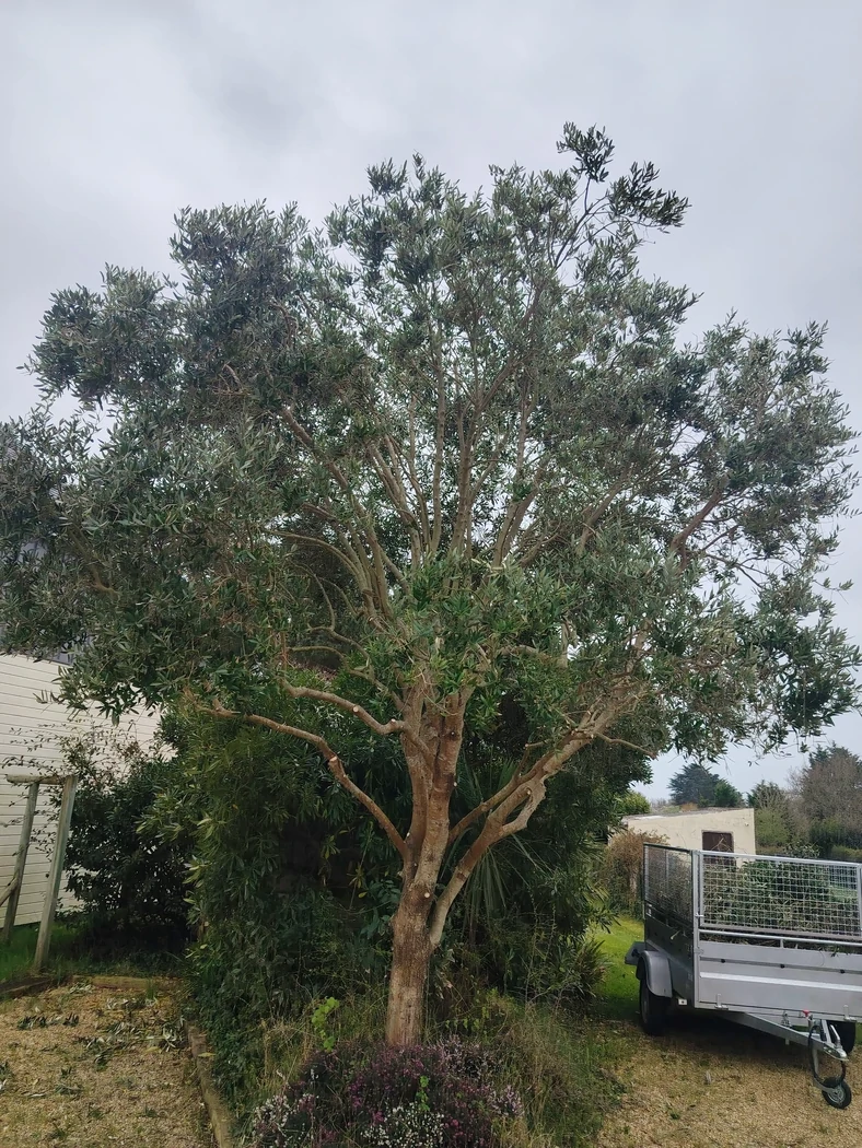 élagage Olivier Ploemeur