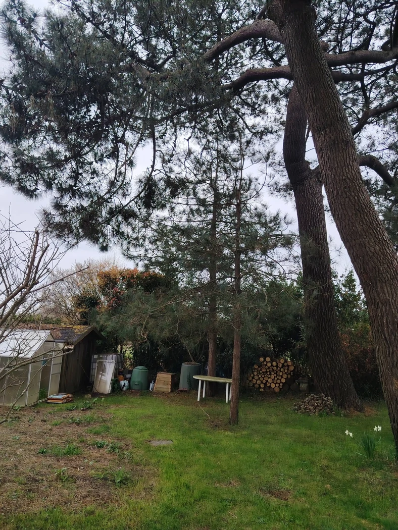 (Avant) pin avec branches au dessus d'une serre en verre